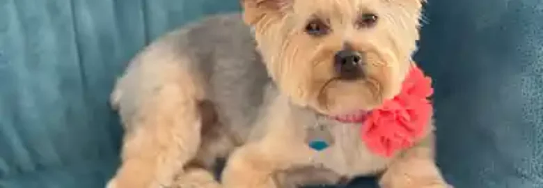 Pawadise Natural Dog SPA & Grooming