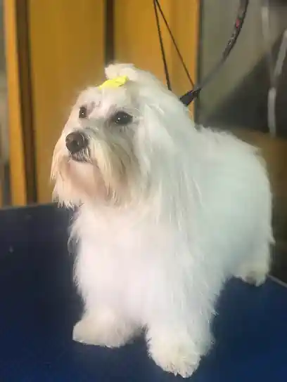 Paws peluqueria canina y felina