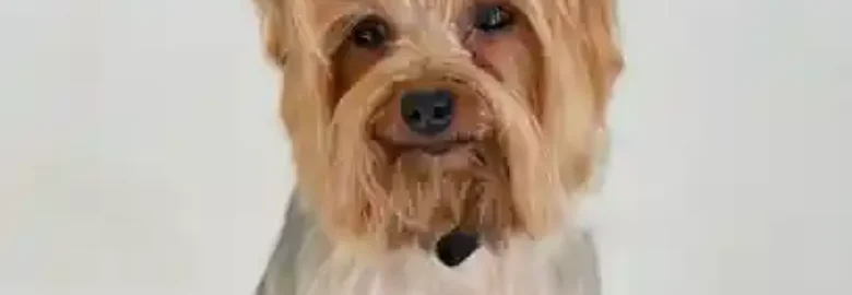 Pelo sano peluquería canina y felina