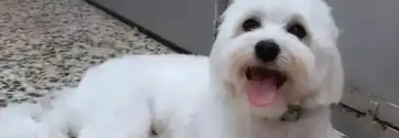 Pelsdegos. Perruqueria canina
