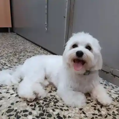 Pelsdegos. Perruqueria canina