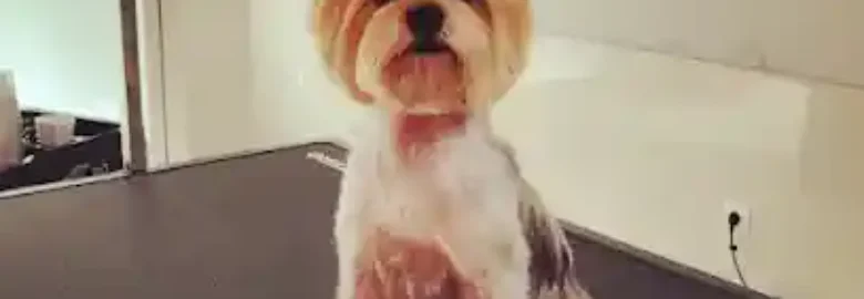 Peludog. Marta Brito peluquera canina