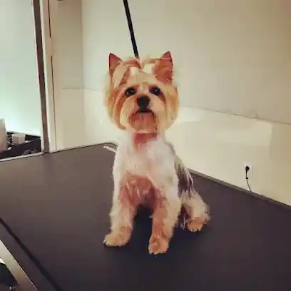 Peludog. Marta Brito peluquera canina