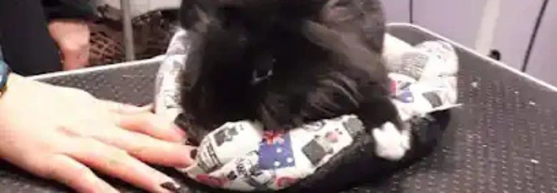 Peludos Pets