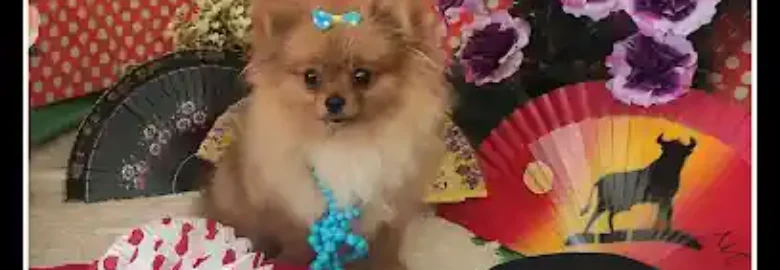Peluquera Canina (Cita previa)