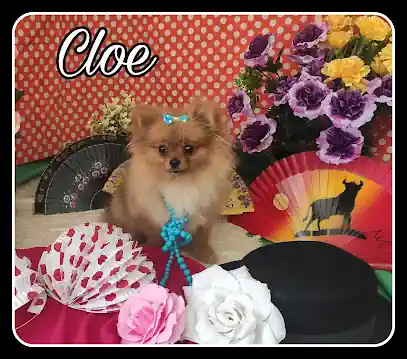 Peluquera Canina (Cita previa)
