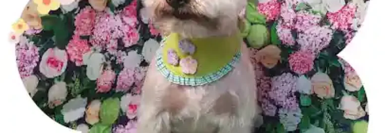 Peluqueria Canina 4Patas Torrelavega