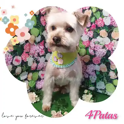 Peluqueria Canina 4Patas Torrelavega