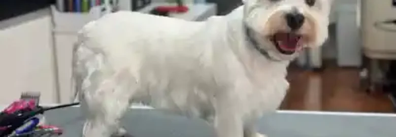 Peluqueria Canina Aluche