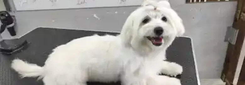 Peluquería Canina: Amigos de Rumba (Cádiz)