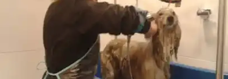 Peluquería Canina Barber Dog