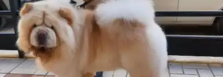 Peluquería Canina Bichitos