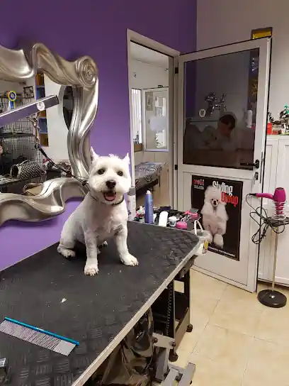Peluquería Canina Caesar’s Palace