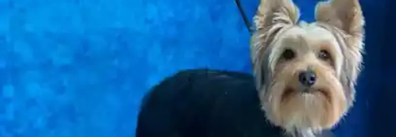 Peluquería Canina Cali’s