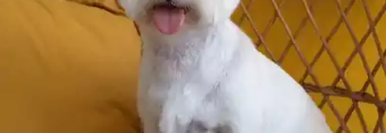 Peluquería Canina Can de Chira