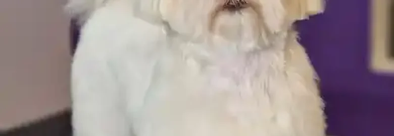 Peluquería Canina Cockertos