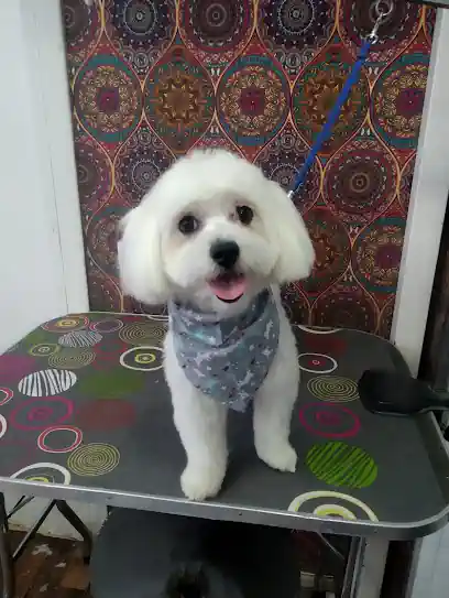Peluquería Canina Como Perro por su Casa