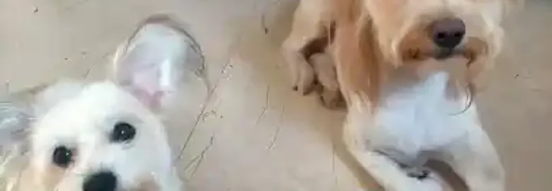 Peluquería Canina Cuatro Patas