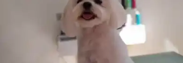 Peluquería Canina D’ Pelos