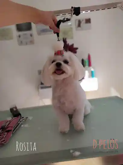 Peluquería Canina D’ Pelos