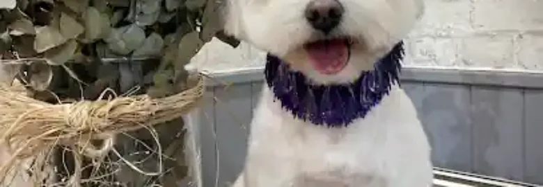 Peluquería Canina El Karmelo