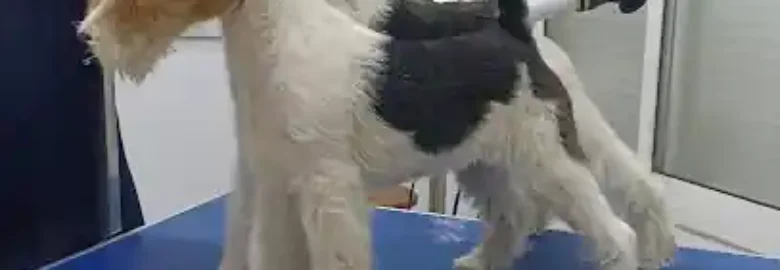 Peluqueria Canina El sevillano