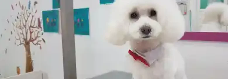 Peluquería Canina Eli