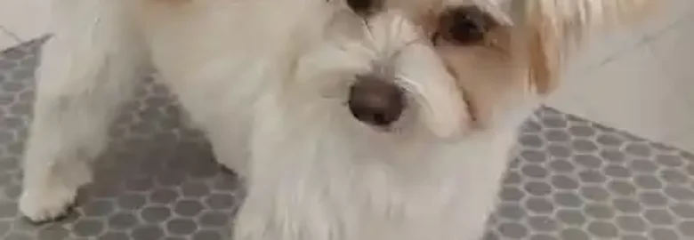 Peluqueria Canina Fauna