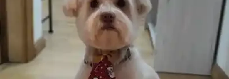 Peluquería Canina Flavia Kamila