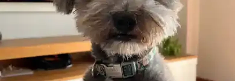 Peluquería Canina Guau Guau Guau