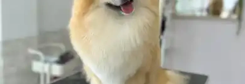 Peluqueria Canina Huellitas