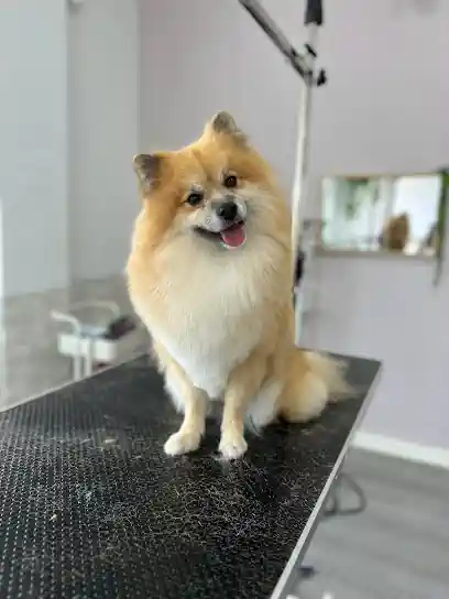 Peluqueria Canina Huellitas