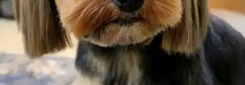 Peluqueria Canina Huesos