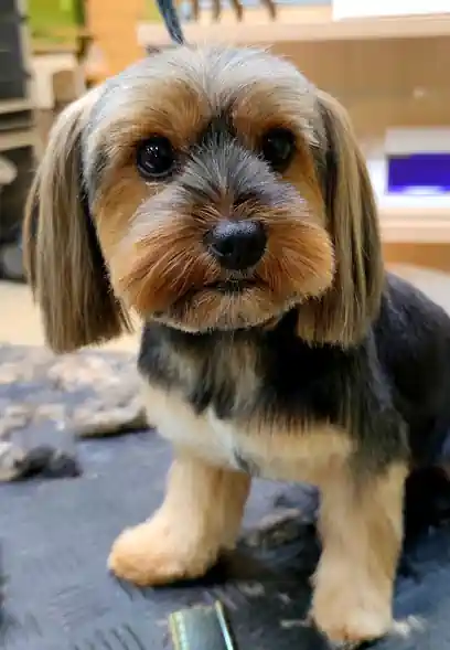 Peluqueria Canina Huesos