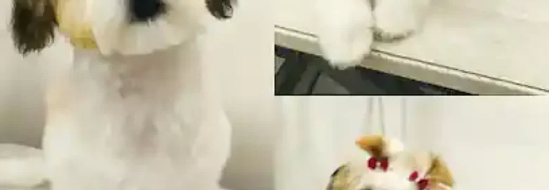 Peluquería Canina Isabel