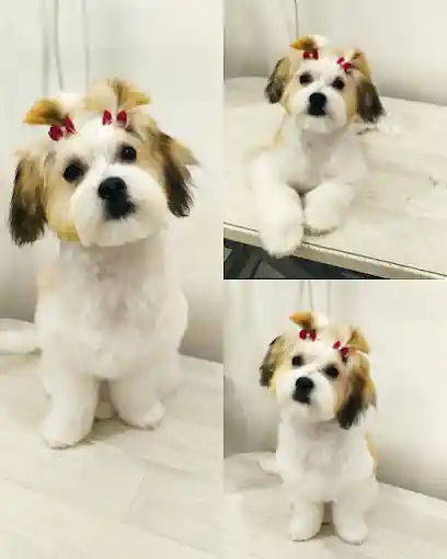 Peluquería Canina Isabel