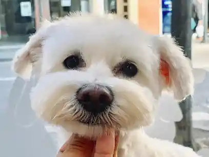 Peluqueria Canina Lorena Bedlington
