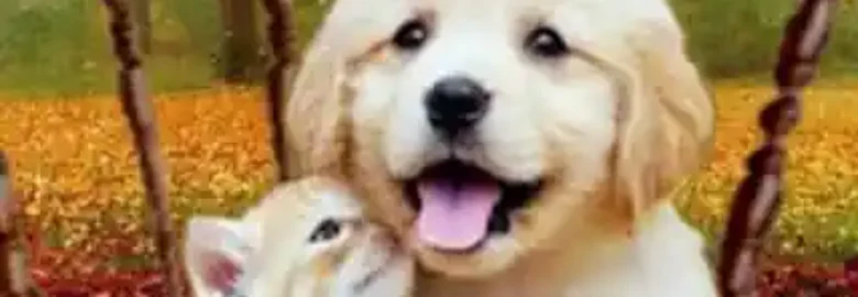 Peluqueria Canina Luiggi