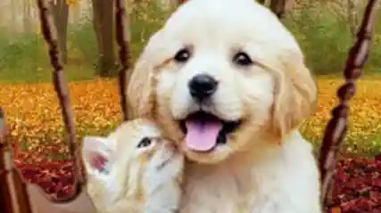 Peluqueria Canina Luiggi