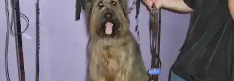 Peluqueria Canina Luna’s
