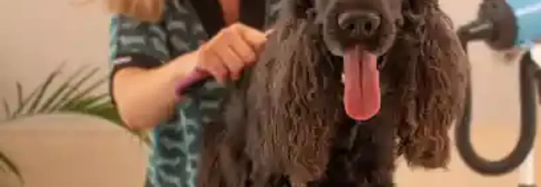 Peluquería Canina Madame Flush