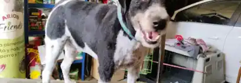 Peluquería Canina María