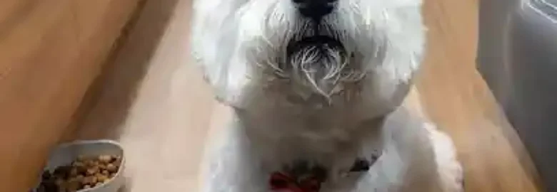 Peluqueria Canina Mas Cukki