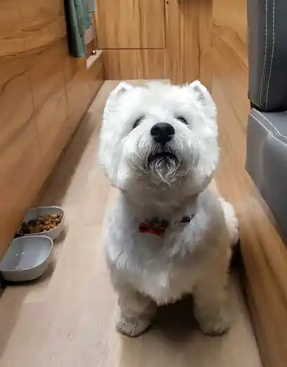 Peluqueria Canina Mas Cukki