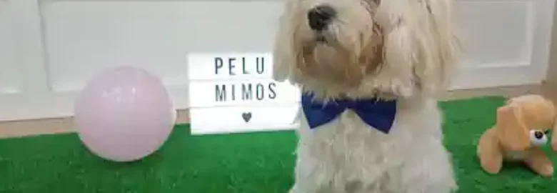 Peluqueria Canina Mimos