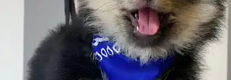 Peluquería Canina Narices Frías