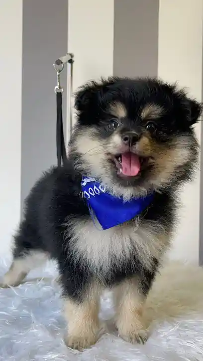 Peluquería Canina Narices Frías