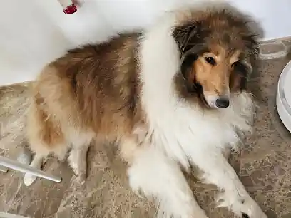 Peluquería Canina PELOS