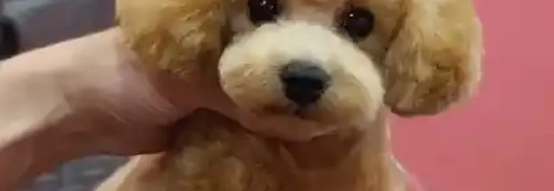 Peluqueria Canina Pampa