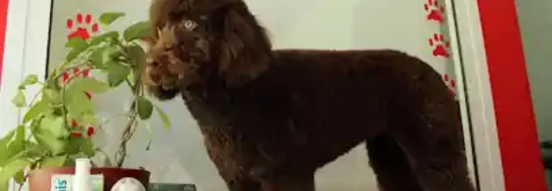 Peluqueria Canina Patitas